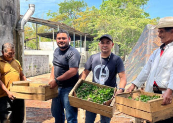 Impulsan el desarrollo cafetalero con la siembra de chapolas