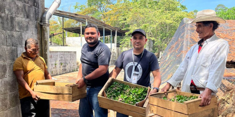Impulsan el desarrollo cafetalero con la siembra de chapolas