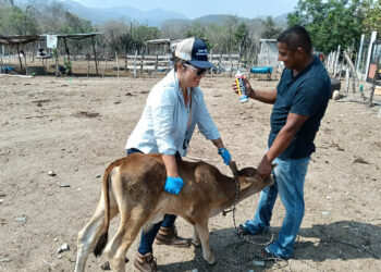 Inspeccionan animales y tratan un caso de miasis en Zacapa