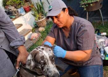 Inspeccionan más de 10 mil animales en prevención del Gusano Barrenador