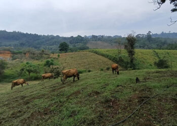 Monitoreo en 266 municipios por riesgo agroclimático