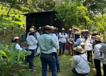 Optimizan capacidades técnicas de apicultores de Santa Rosa para fortalecer producción de miel