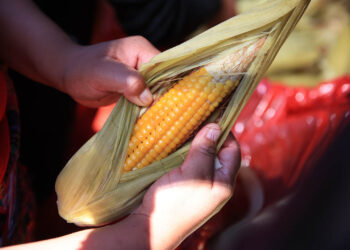 Producción sostenible de maíz y frijol