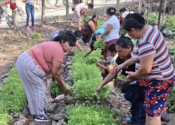 Productores de Baja Verapaz obtienen resultados exitosos con cosechas de huertos locales