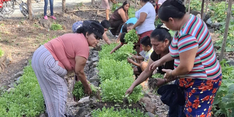 Productores de Baja Verapaz obtienen resultados exitosos con cosechas de huertos locales