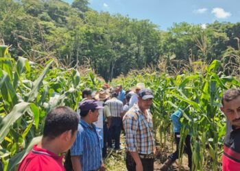 Productores de Poptún fortalecen conocimientos de cultivo de maíz