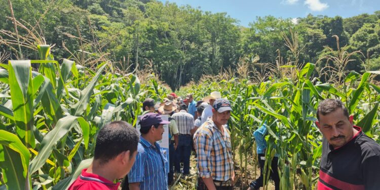 Productores de Poptún fortalecen conocimientos de cultivo de maíz