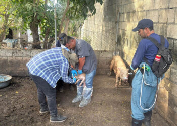 Jornadas de vigilancia sanitaria y atención veterinaria en Petén