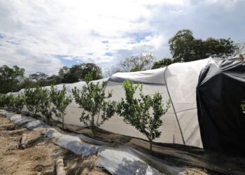 Recomendaciones para el agro por lluvias y calor imperante en el país