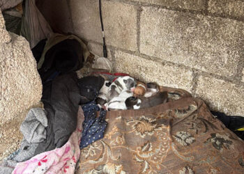 Resguarda a ocho animales por vivir en condiciones inadecuadas