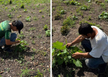 Se brinda asistencia para el manejo del cultivo de pepitoria