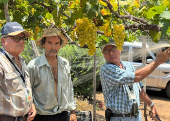Tecnifican el cultivo de uva en Zacapa mediante el monitoreo y control de plagas