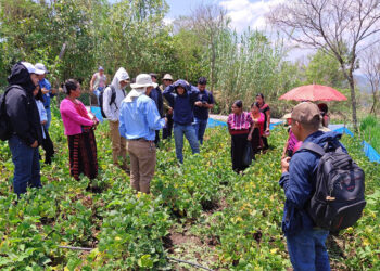 Transfieren tecnologías agrícolas a productores de frijol en Huehuetenango