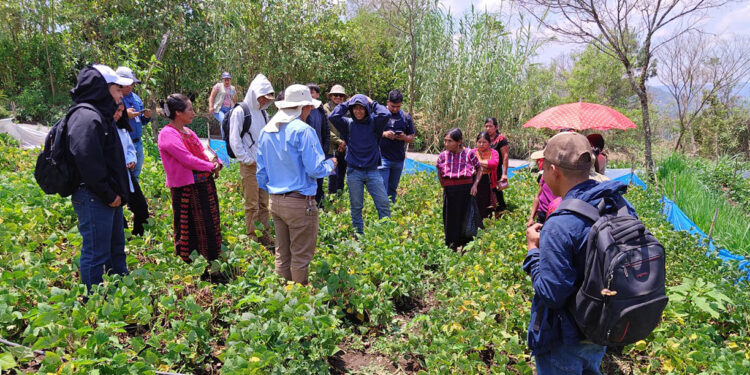 Transfieren tecnologías agrícolas a productores de frijol en Huehuetenango