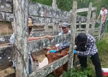 Vacunan a 116 bovinos contra la rabia en Zacapa
