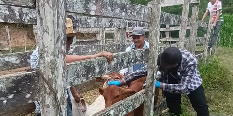 Vacunan a 116 bovinos contra la rabia en Zacapa