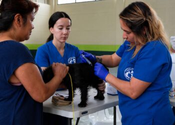 Vacunar a las mascotas es un acto de amor y responsabilidad