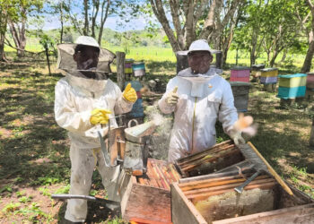 Asistencia técnica fortalece la apicultura de San José, Petén