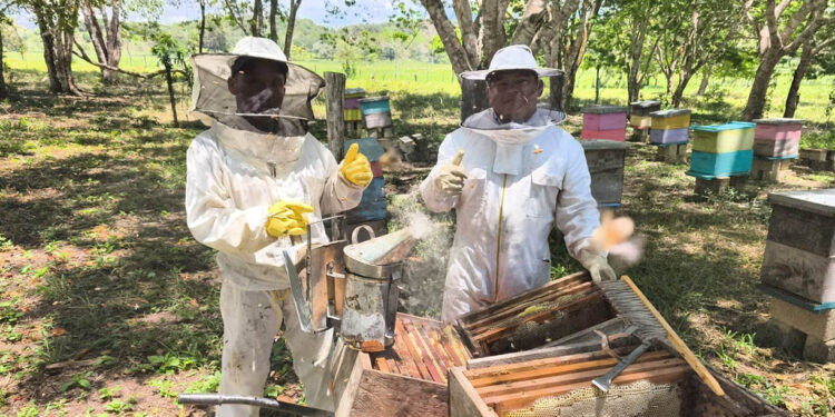 Asistencia técnica fortalece la apicultura de San José, Petén