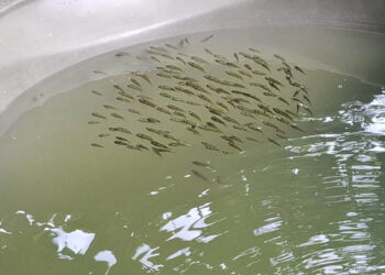Brindan asistencia técnica para mejorar cultivo de tilapia