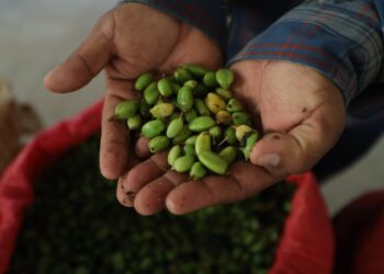 El cardamomo fortalece la economía y la salud de miles de familias guatemaltecas