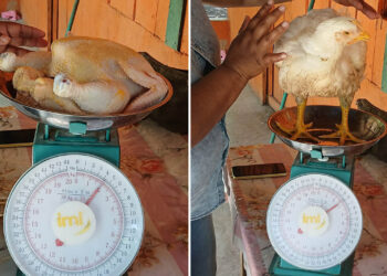 Avanza producción de pollo de engorde en comunidades de San Francisco