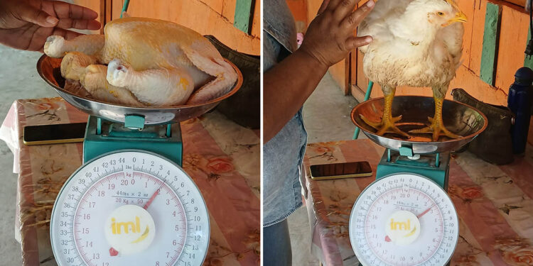 Avanza producción de pollo de engorde en comunidades de San Francisco