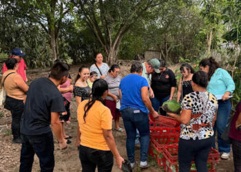 Cosechan alimentos en huerto comunal de Santa Rosa
