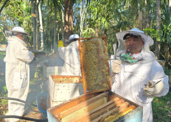 Cosechan más de mil libras de miel en San Andrés