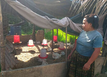 Apoyo técnico a producción avícola de San Luis
