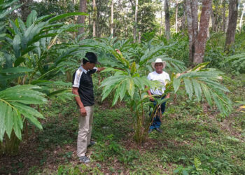 Brindan asistencia a productores de cardamomo en Petén