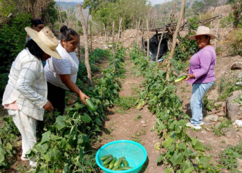 Producción de hortalizas tecnificadas fortalece economía de familias en Zacapa
