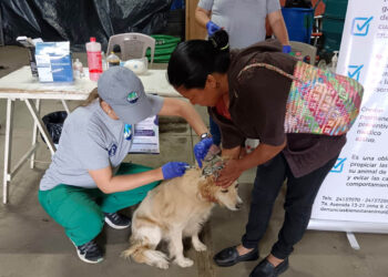 Fortalecen prevención del gusano barrenador en Sacatepéquez