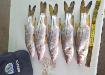 Realizan sexto monitoreo de pesca en el Caribe guatemalteco