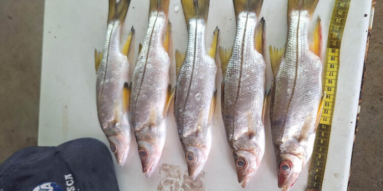 Realizan sexto monitoreo de pesca en el Caribe guatemalteco