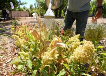 Diccionario Agrícola: Plantas Nativas