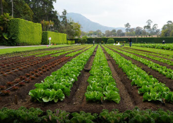 Diccionario Agrícola: Parcela Demostrativa