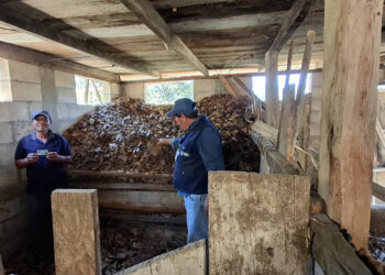 Comunidades de San Marcos impulsan proyectos productivos a cambio de apoyo alimentario