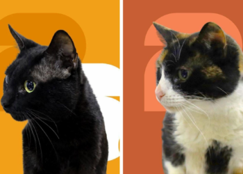 Estos gatitos buscan una familia que les regale amor y un hogar para siempre