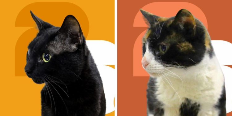Estos gatitos buscan una familia que les regale amor y un hogar para siempre
