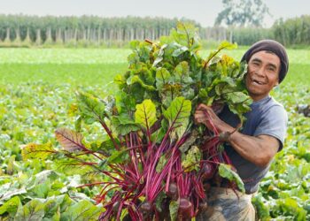 Día Mundial de las Verduras y Hortalizas Frescas