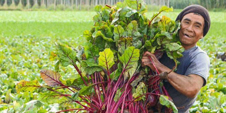 Día Mundial de las Verduras y Hortalizas Frescas