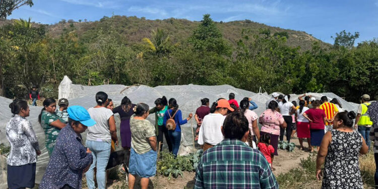 Agricultores diversifican su alimentación gracias a la cosecha del huerto comunal