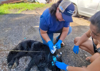 Atienden a perros con miasis como parte del control del Gusano Barrenador