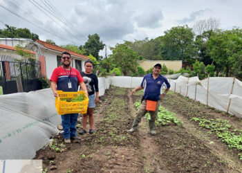 Diversifican cultivos de hortalizas con entrega de pilones