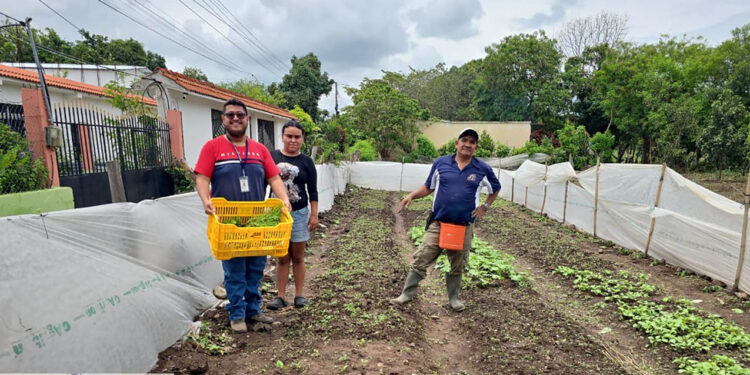 Diversifican cultivos de hortalizas con entrega de pilones