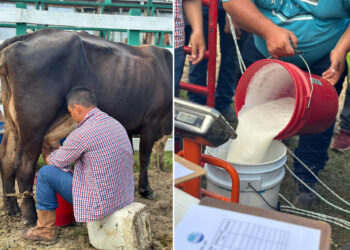 Calidad del hato lechero petenero destaca en concurso de ordeño