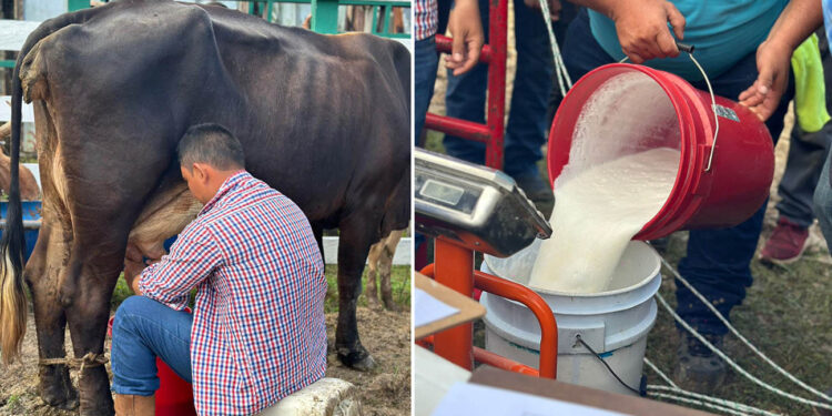 Calidad del hato lechero petenero destaca en concurso de ordeño
