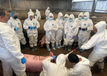 Futuros veterinarios mejoran conocimientos para la detección de enfermedades porcinas