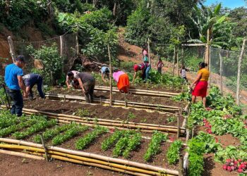 Cosecha exitosa en comunidades de Jocotán impulsa la disponibilidad de alimentos